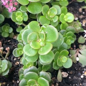 Photo of the plant species Fairy Crassula by @CourtlyTejocote named Sherlock on Greg, the plant care app