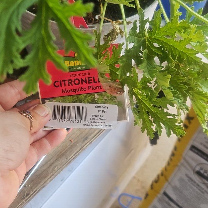Photo of the plant species Citronella mucronata by @BeefyTerranium named Scarlett on Greg, the plant care app