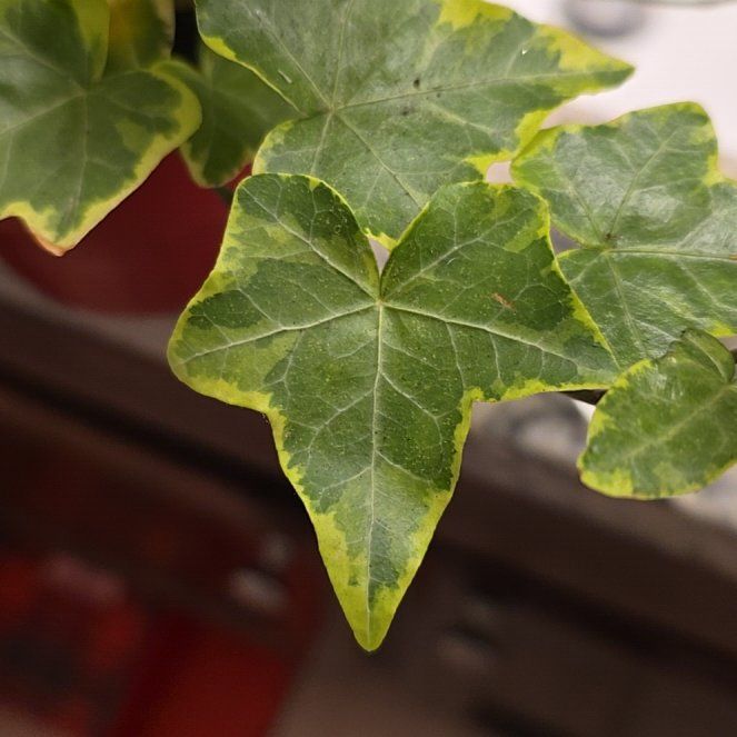 Photo of the plant species Golden Child Ivy by @WittyBluebean named Beyonce on Greg, the plant care app