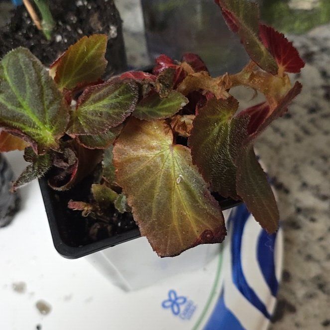 Photo of the plant species Brazilian Lady Begonia by @WittyBluebean named Elle on Greg, the plant care app