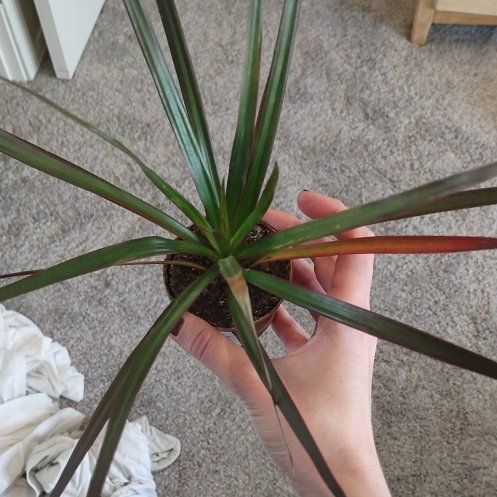 Photo of the plant species Dracaena marginata 'Spike' by @LadyMontbretia named Harper on Greg, the plant care app