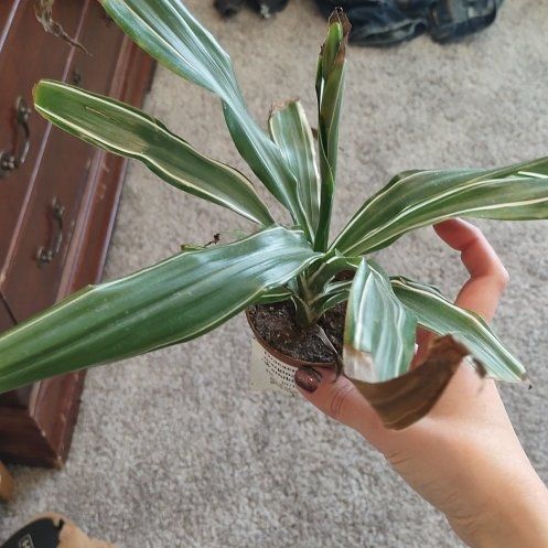 Photo of the plant species Kiwi Dracaena by @LadyMontbretia named Drake on Greg, the plant care app