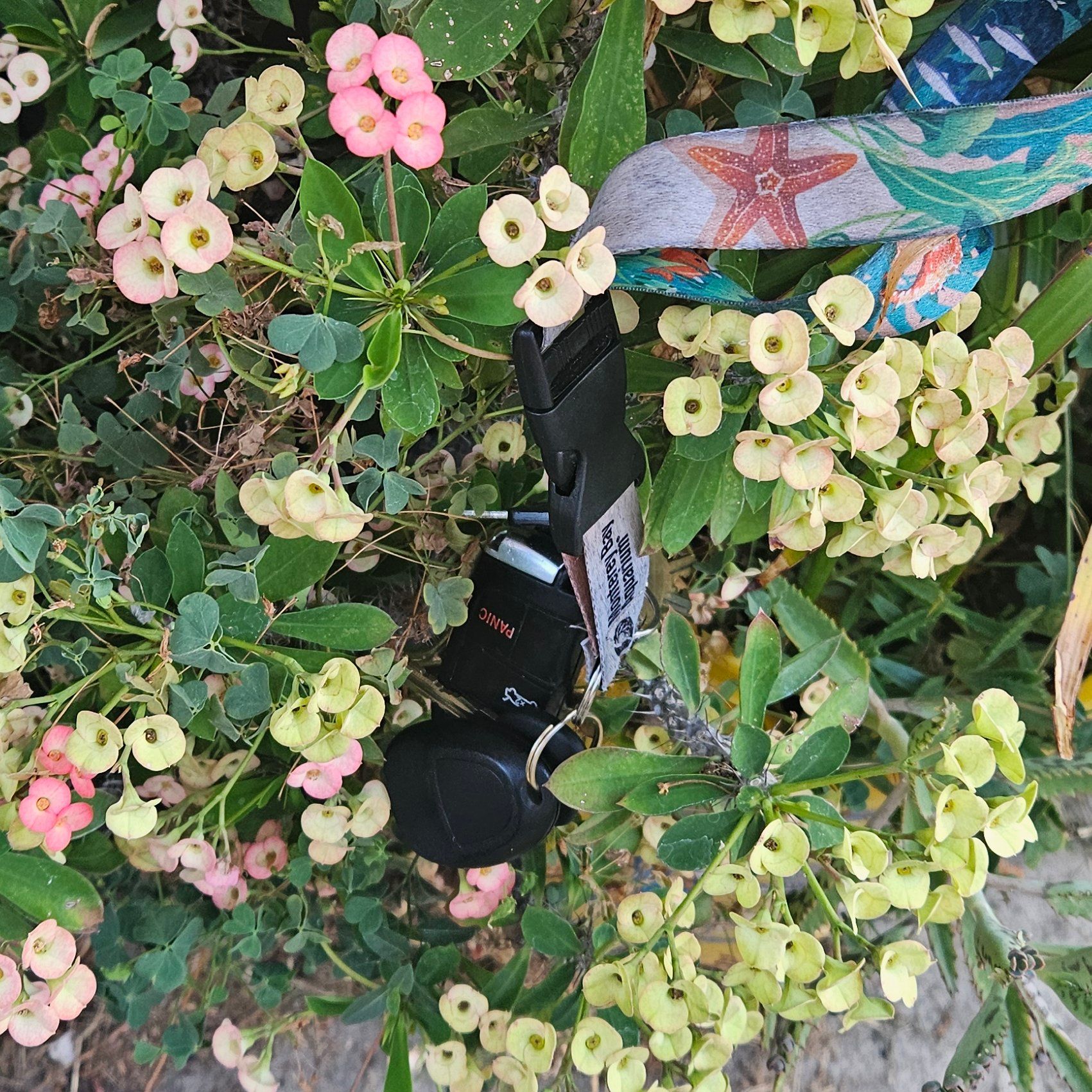 Photo of the plant species Grandiflora Crown of Thorns by @ExpertWildlime named Naomi on Greg, the plant care app