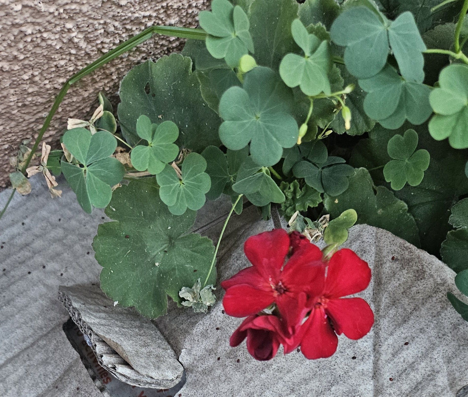 Photo of the plant species Cranesbill by @ExpertWildlime named Miley on Greg, the plant care app