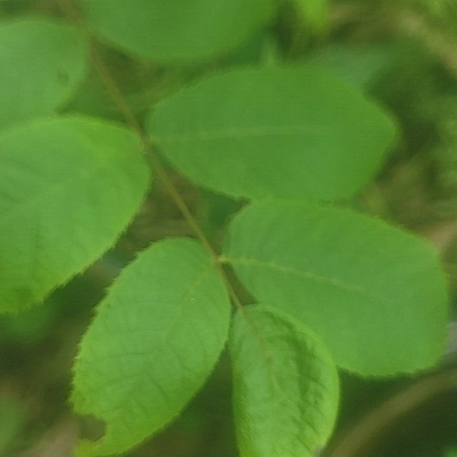 Photo of the plant species Black Walnut by @JuicyRosequartz named Spike Leaves on Greg, the plant care app