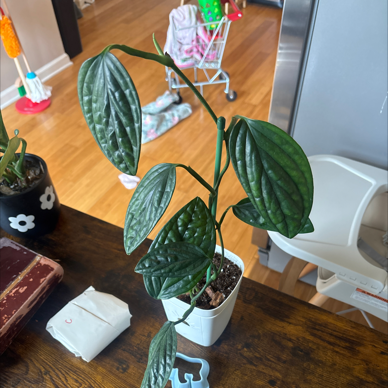 Photo of the plant species Mostera Peru by @DeftGageanator named Zion on Greg, the plant care app