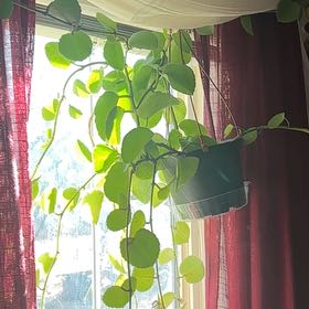 Photo of the plant species Peruvian Grape Ivy by @BestMousegarlic named Gaga on Greg, the plant care app