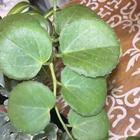 Photo of the plant species Peruvian Grape Ivy by @BestMousegarlic named Forrest on Greg, the plant care app
