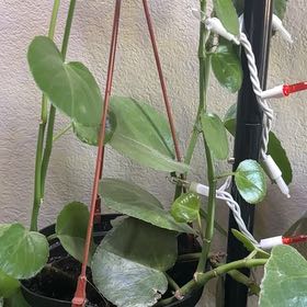 Photo of the plant species Peruvian Grape Ivy by @BestMousegarlic named LiloStitch on Greg, the plant care app