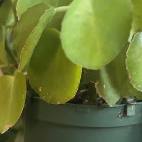 Photo of the plant species Peruvian Grape Ivy by @BestMousegarlic named Girlfrond on Greg, the plant care app