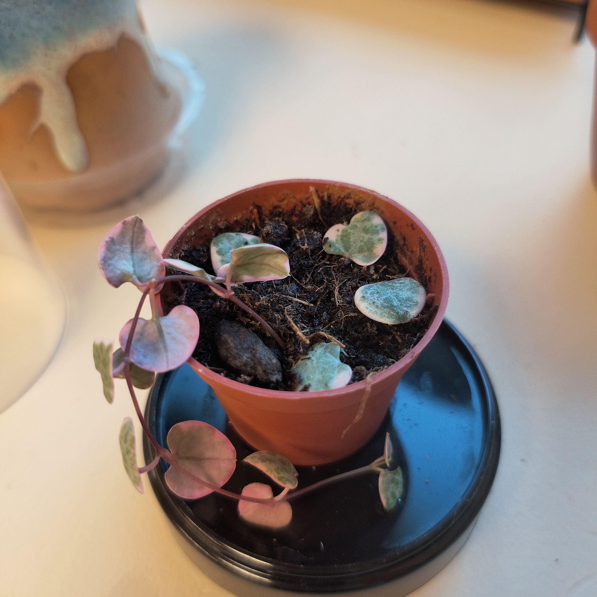 Photo of the plant species Ceropegia Woodii Variegata / String of Hearts Variegated by @UpfrontOricad named Anne on Greg, the plant care app