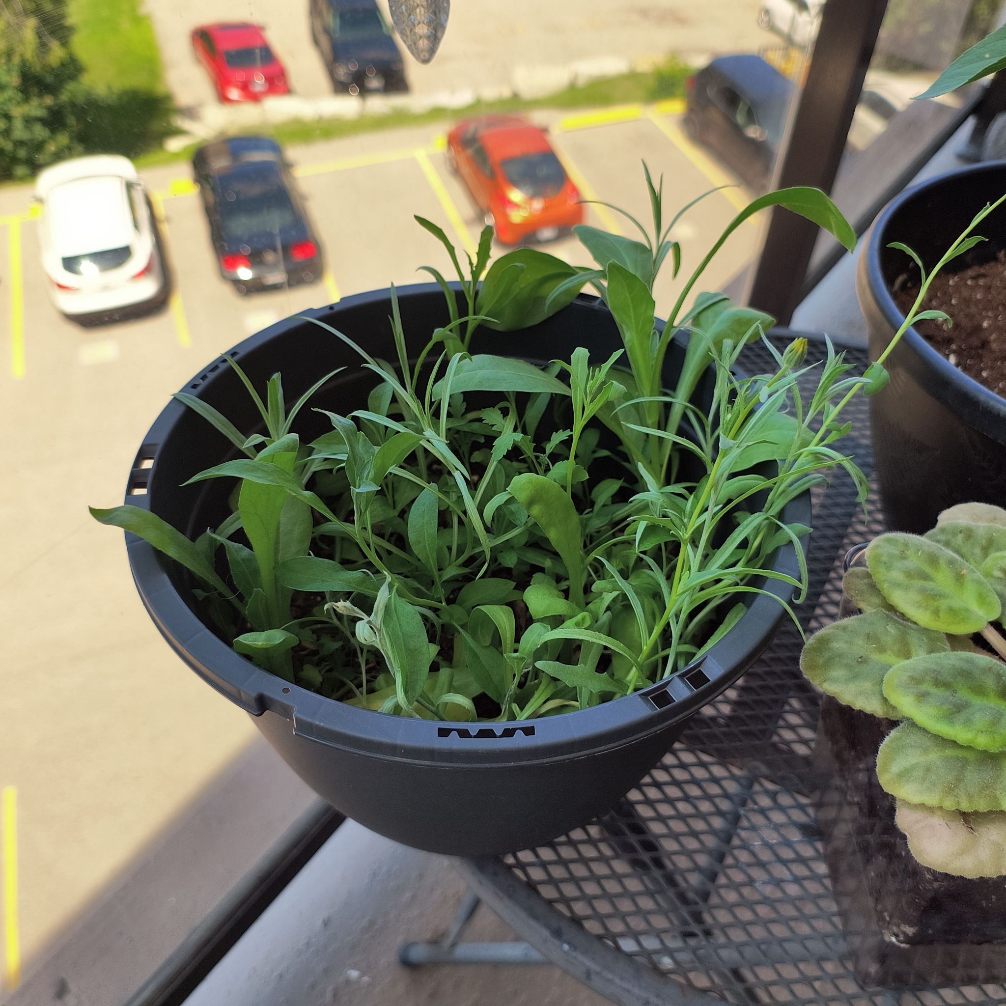 Photo of the plant species Common Flax by @UpfrontOricad named Hamilton on Greg, the plant care app