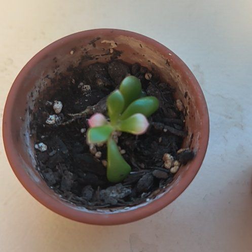 Photo of the plant species Anacampseros 'Sunrise' by @UpfrontOricad named Apollo on Greg, the plant care app