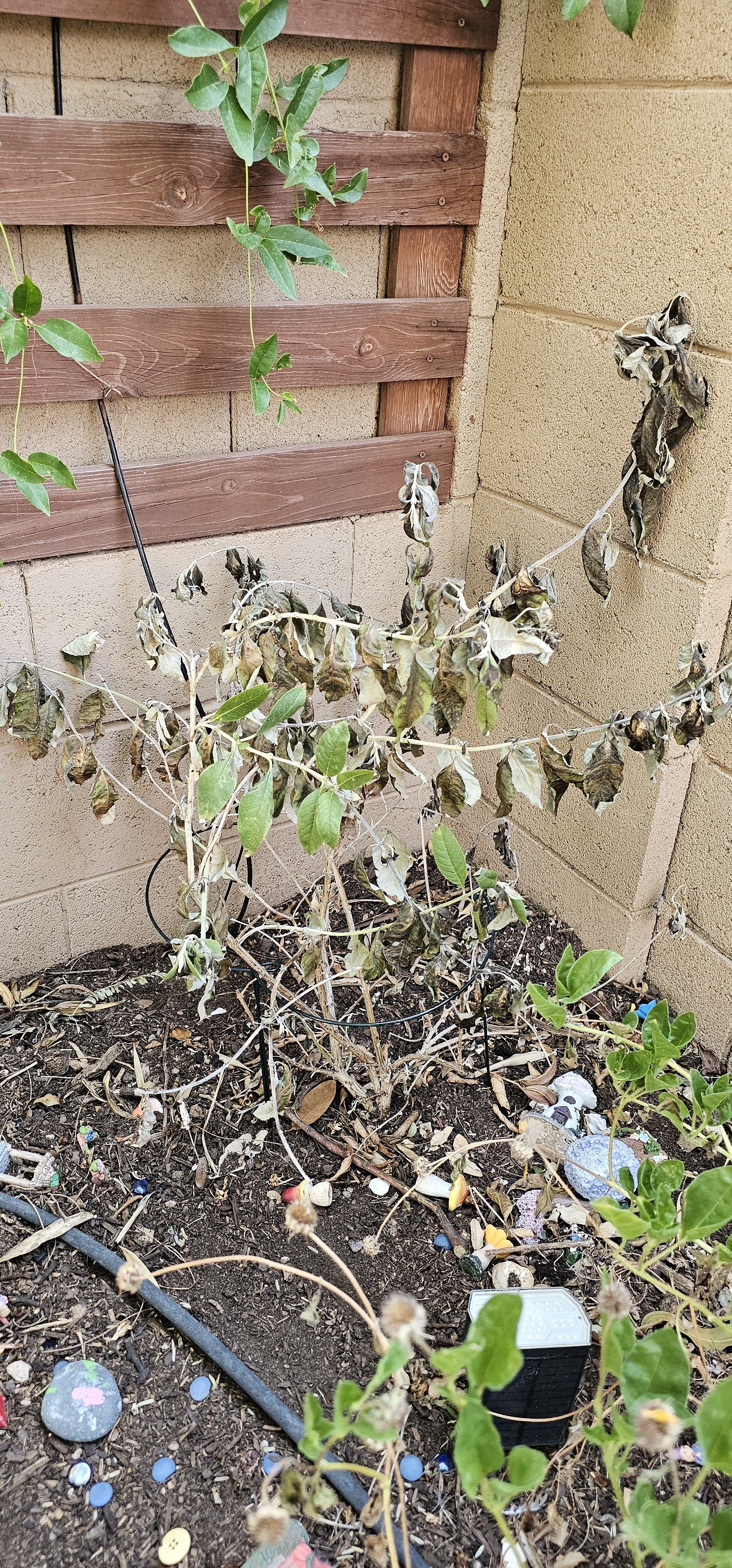 Photo of the plant species Butterfly Bush by @JollyPoindexter named Butterfly bush on Greg, the plant care app