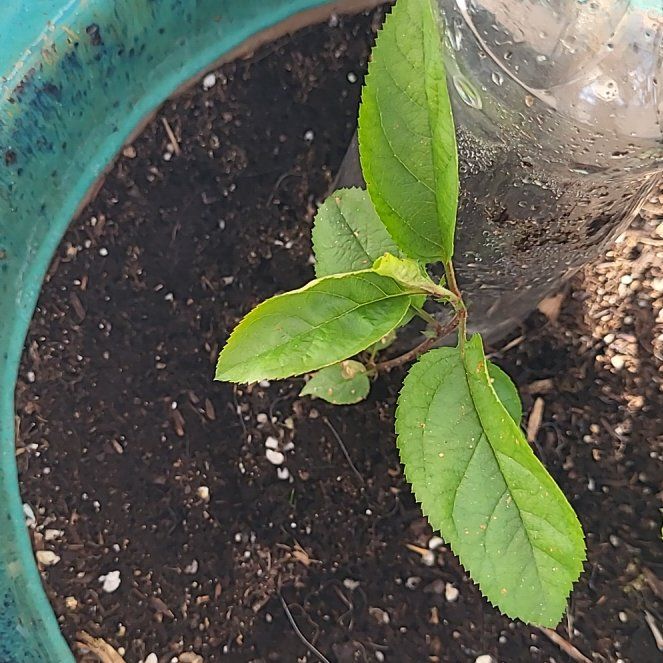 Photo of the plant species Sweet Cherry by @PoshCanarygrass named Emerson on Greg, the plant care app