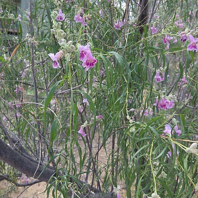 Photo of the plant species Desert Willow by @PoshCanarygrass named Leonardo on Greg, the plant care app