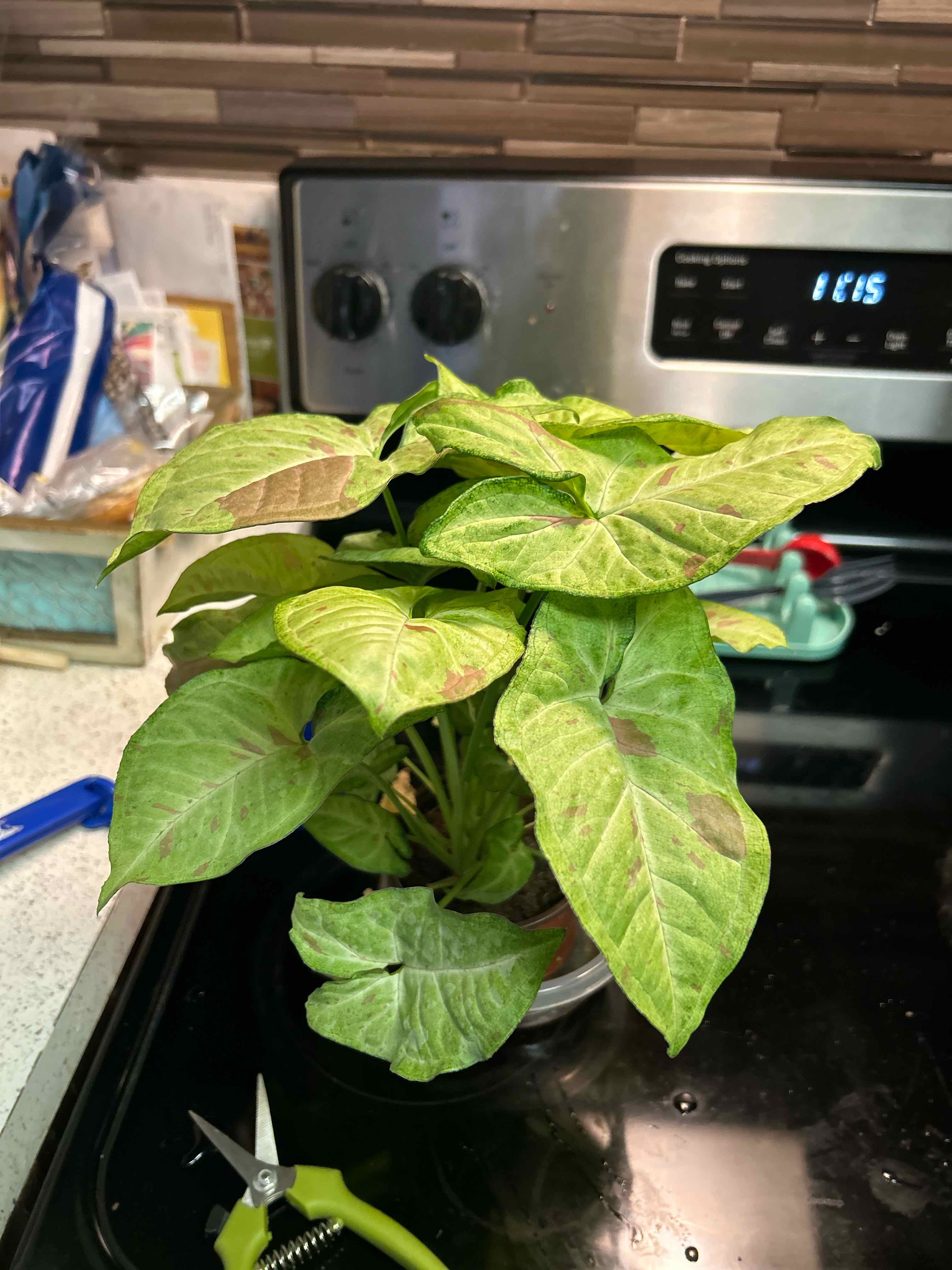 Photo of the plant species Syngonium Confetti Tricolor by @IconBlackberry named Confetti Jam on Greg, the plant care app