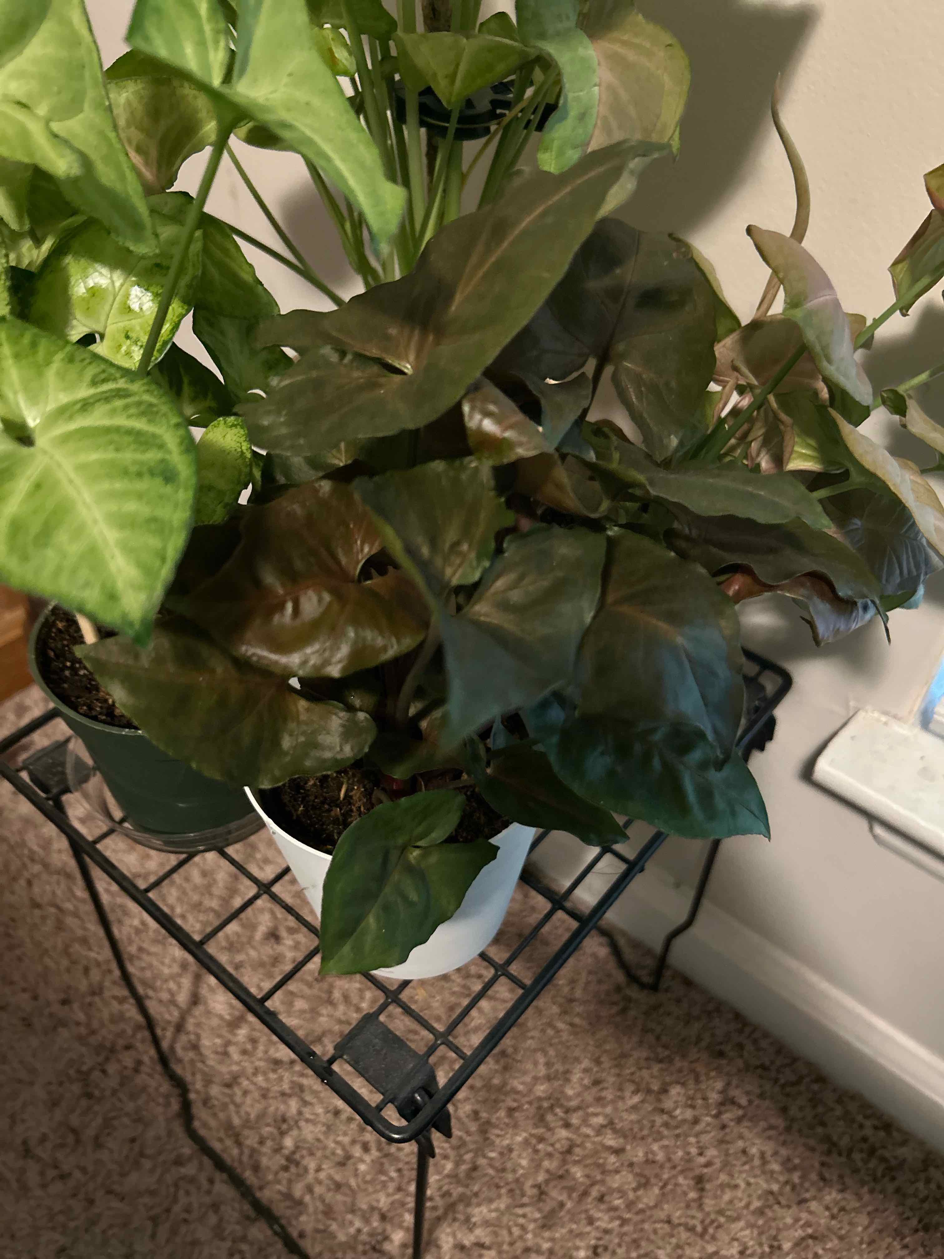 Photo of the plant species maria arrowhead plant by @IconBlackberry named Ginger 🫚 on Greg, the plant care app