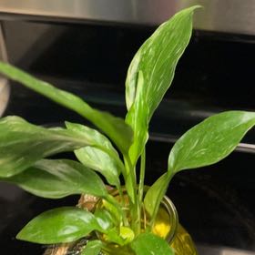 Photo of the plant species Varigated Peace Lilly by @IconBlackberry named Prancer on Greg, the plant care app
