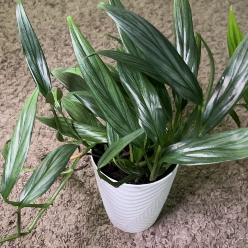 Photo of the plant species Pothos amplifolia by @IconBlackberry named Eppie on Greg, the plant care app