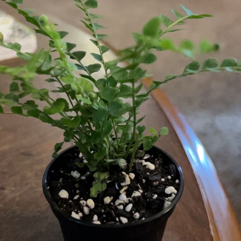 Photo of the plant species Lemon Button Fern by @IconBlackberry named Lee Lee on Greg, the plant care app