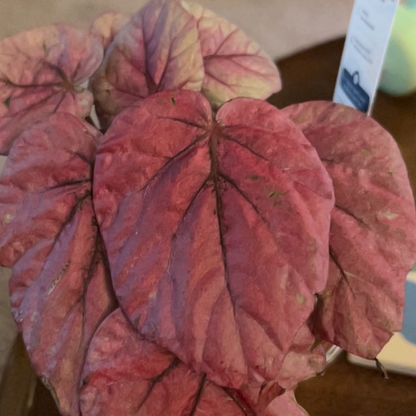 Photo of the plant species Begonia Beleaf® 'Inca Flame' by @IconBlackberry named Burnt 🥵 on Greg, the plant care app