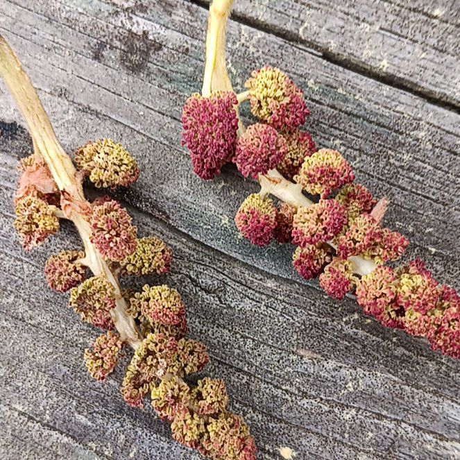 Photo of the plant species Indian-Ink by @SmartSunflower named Morgan Treeman on Greg, the plant care app