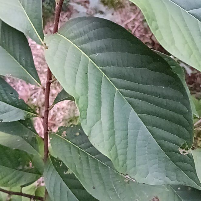 Photo of the plant species Pawpaw by @SmartSunflower named Clooney on Greg, the plant care app