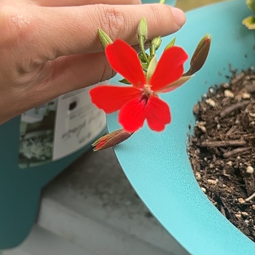 Photo of the plant species Martha Washington Geranium by @MontyAndMaddy named Coco on Greg, the plant care app
