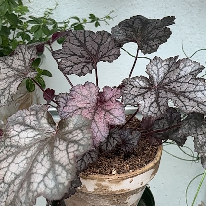 Photo of the plant species Coral Bells by @MontyAndMaddy named Teresa on Greg, the plant care app