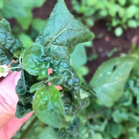 Photo of the plant species American Black Nightshade by @RichlySmallleaf named Mochi on Greg, the plant care app