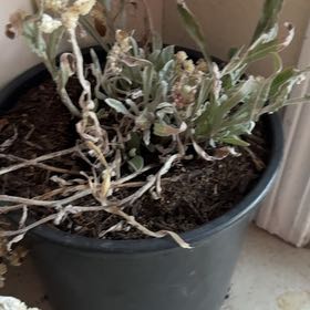 Photo of the plant species Helichrysum 'Red Jewel' by @NeatBluefescue named Rubin Booby on Greg, the plant care app