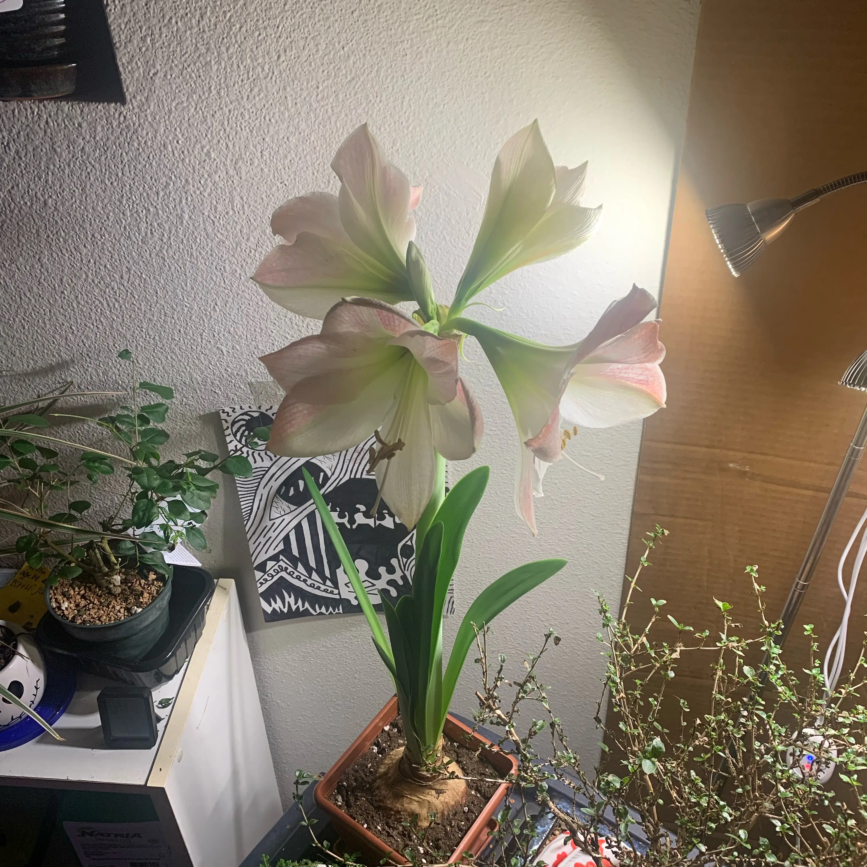 Photo of the plant species Galaxy Group Amaryllis by @GoldenLakesedge named Galaxy Apple on Greg, the plant care app