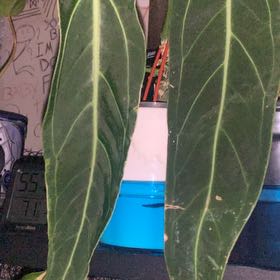 Photo of the plant species Anthurium queremalense by @GoldenLakesedge named Queen Anthurium on Greg, the plant care app