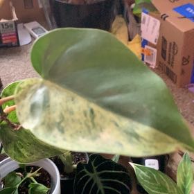 Photo of the plant species Green Philodendron by @GoldenLakesedge named Watson on Greg, the plant care app
