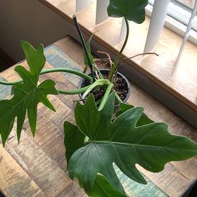 Photo of the plant species Philadendron Radiatum by @GoldenLakesedge named Chernobyl on Greg, the plant care app