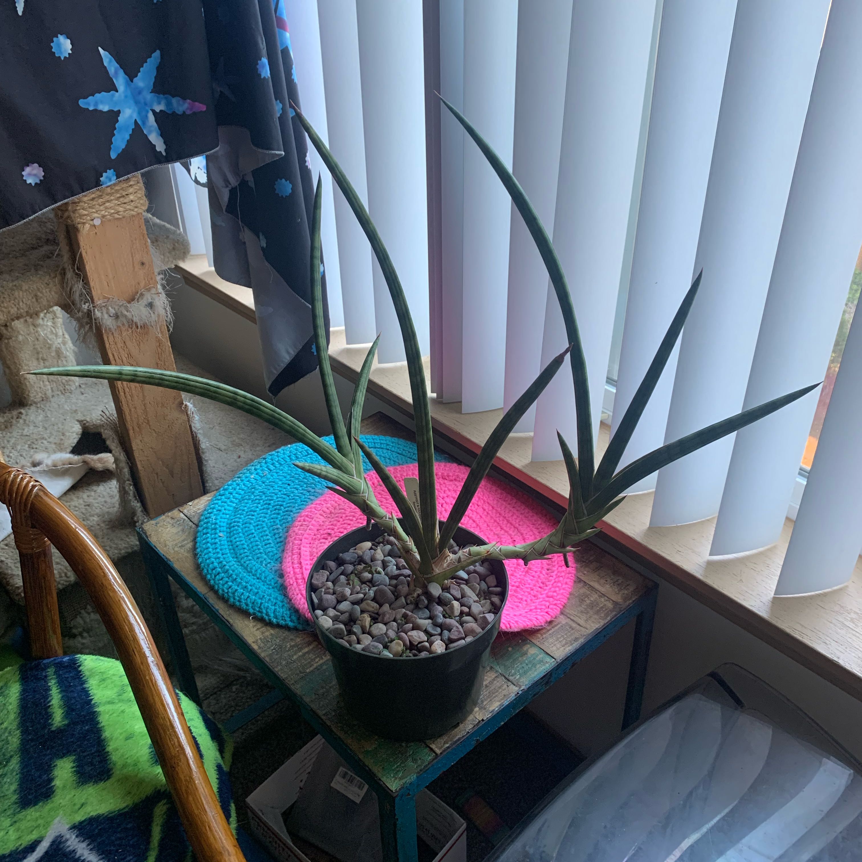 Photo of the plant species Dracaena suffruticosa by @GoldenLakesedge named Les on Greg, the plant care app
