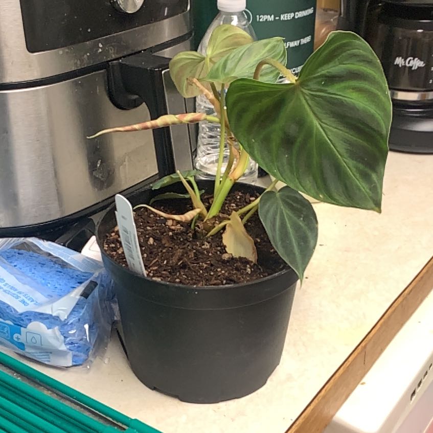 Photo of the plant species Philodendron verrucosum 'Amazon Sunset' by @GoldenLakesedge named Bigleef Smalls on Greg, the plant care app