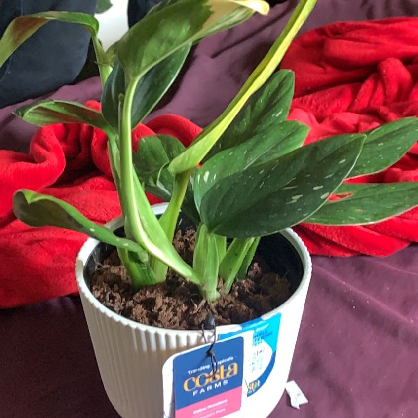 Photo of the plant species Cobra Philodendron by @GoldenLakesedge named Peter Parker on Greg, the plant care app