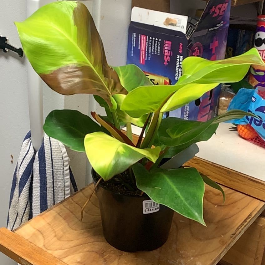 Photo of the plant species Yellow Flame Philodendron by @GoldenLakesedge named Solaire on Greg, the plant care app