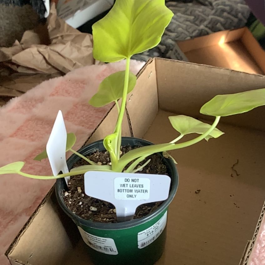 Photo of the plant species Philodendron 'Aurea Flavum' by @GoldenLakesedge named Dobby on Greg, the plant care app