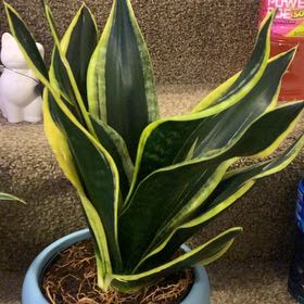 Photo of the plant species Sansevieria 'Black Gold Robusta' by @GoldenLakesedge named Midnight on Greg, the plant care app