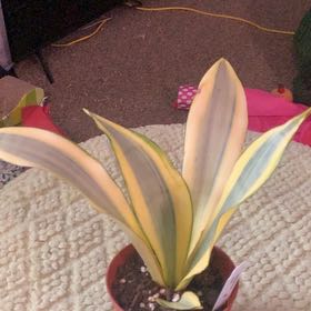 Photo of the plant species Ghost Snake Plant by @GoldenLakesedge named James Dean on Greg, the plant care app