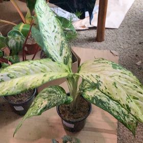 Photo of the plant species Dieffenbachia 'Starbright' by @GoldenLakesedge named Star bright on Greg, the plant care app