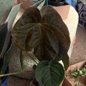 Photo of the plant species Dark Phoenix by @GoldenLakesedge named Butterfly on Greg, the plant care app