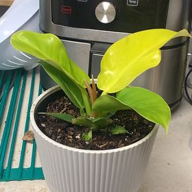 Photo of the plant species Philodendron 'Imperial Gold' by @GoldenLakesedge named Goldie on Greg, the plant care app