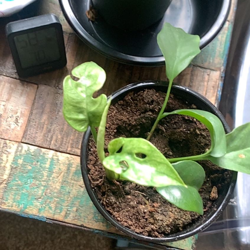 Photo of the plant species Aurea Variegated Mini Monstera by @GoldenLakesedge named Minted on Greg, the plant care app