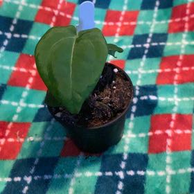 Photo of the plant species Ace of Spades by @GoldenLakesedge named Motörhead on Greg, the plant care app