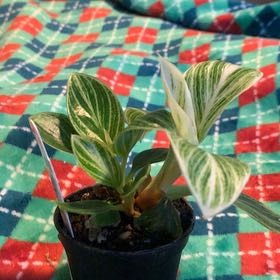 Photo of the plant species Philodendron 'White Measure' by @GoldenLakesedge named Helens on Greg, the plant care app