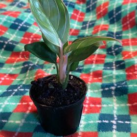 Photo of the plant species Red lipstick by @GoldenLakesedge named Khanza on Greg, the plant care app
